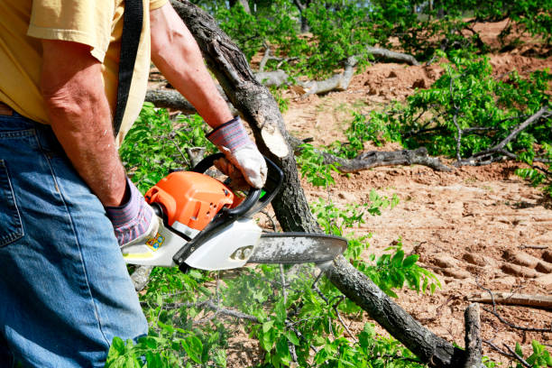 Best Arborist Services Near Me  in Buchanan Dam, TX